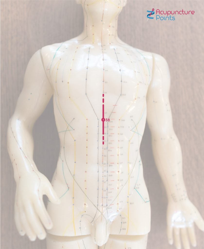 Conception Vessel 14 Full Torso