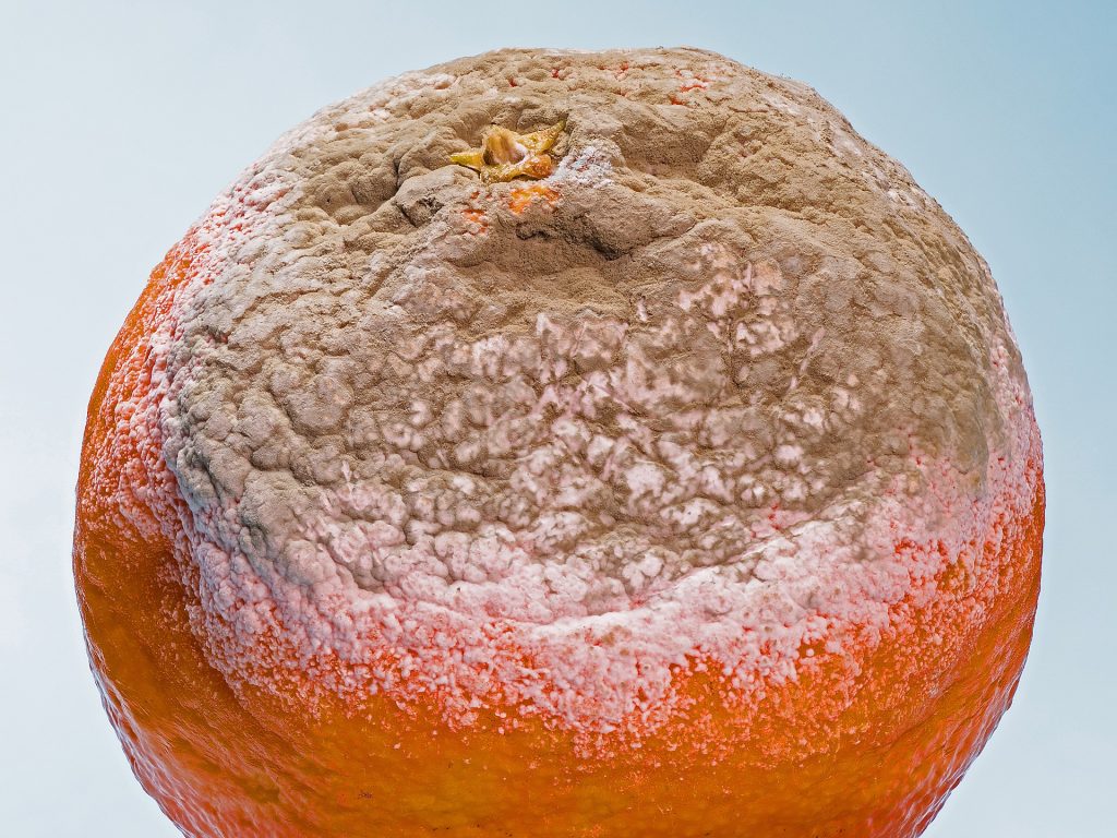 Moldy Orange