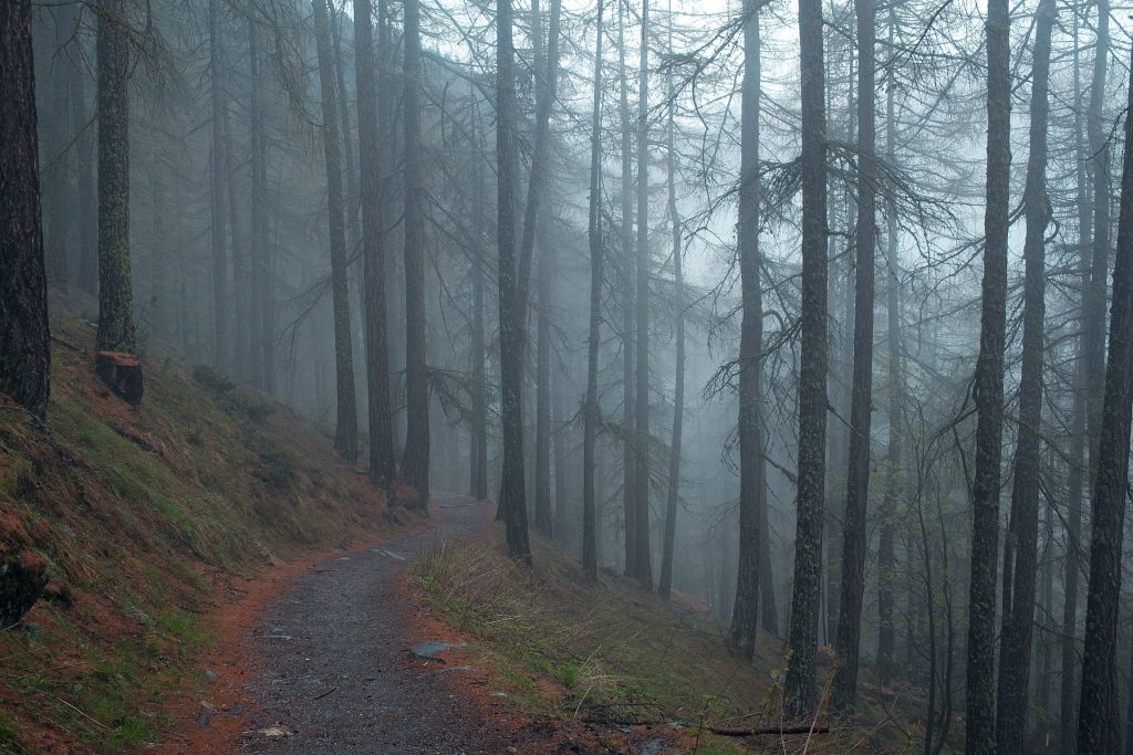 Soggy path in the woods