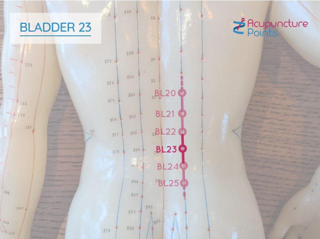 Bladder 23 - Back Shu Points