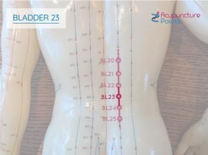 Bladder 23 - Back Shu Points