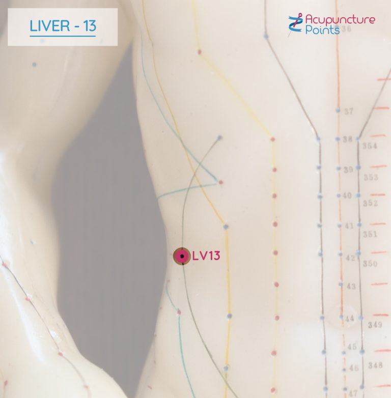 Liver 13