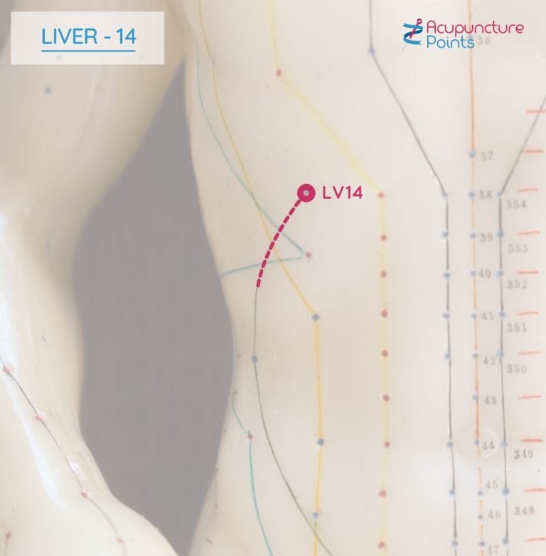 Liver 14