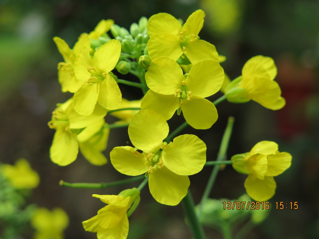 Cabbage flowers, yellow, summer, Fire phase
