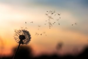 Wind frequently causes wheezing