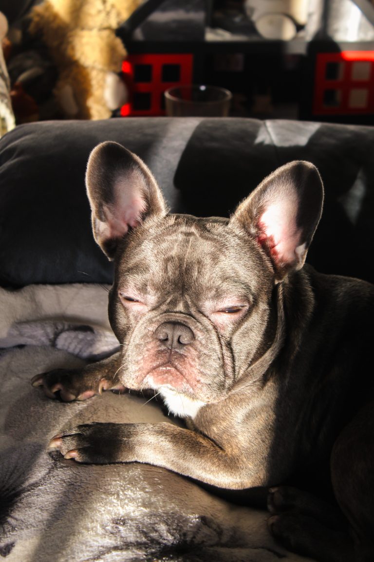 Wheezing dog