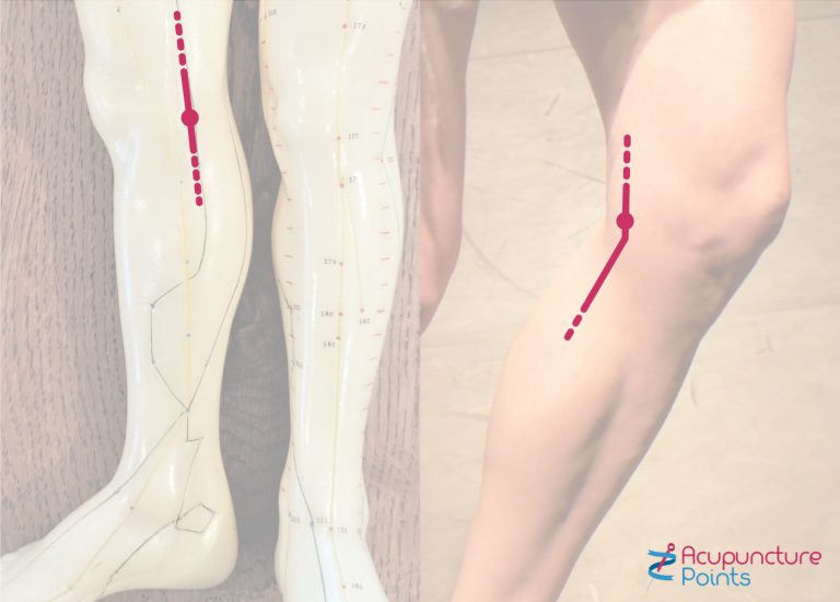 Liver 8