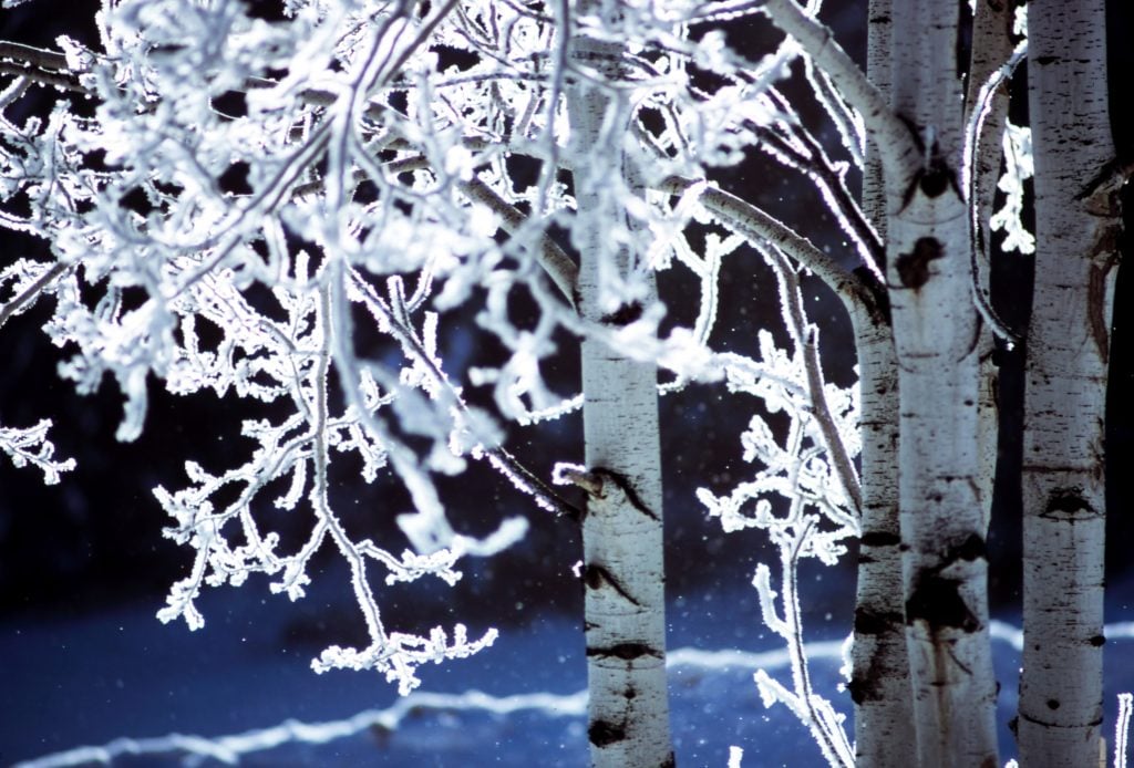 Ice on Trees makes for Wind Cold