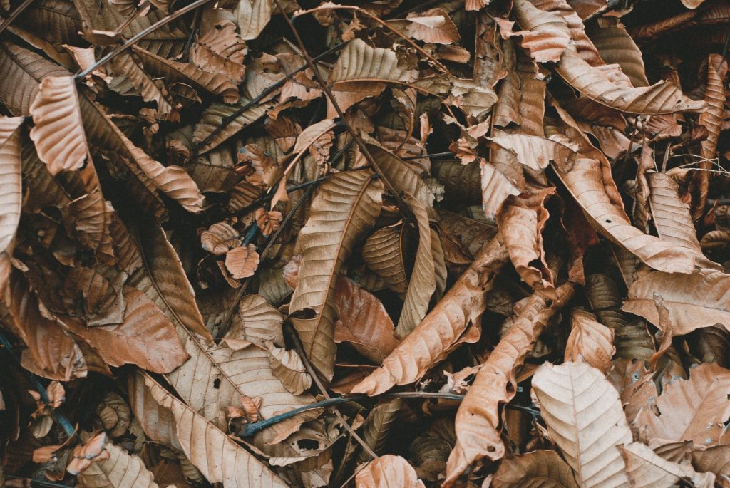 Dry Leaves