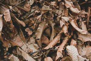 Dry Leaves