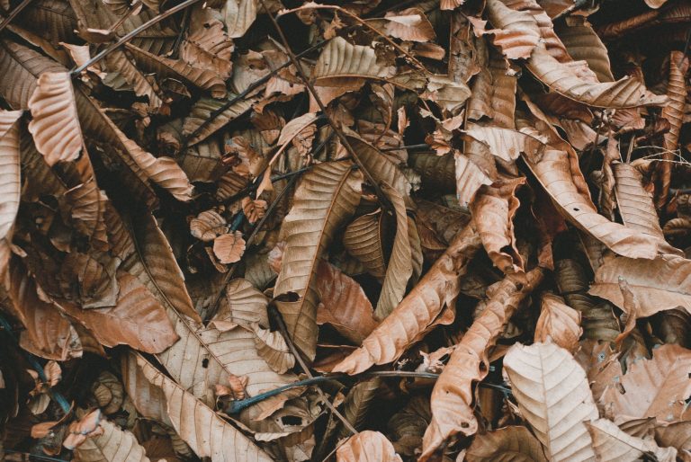 Dry Leaves