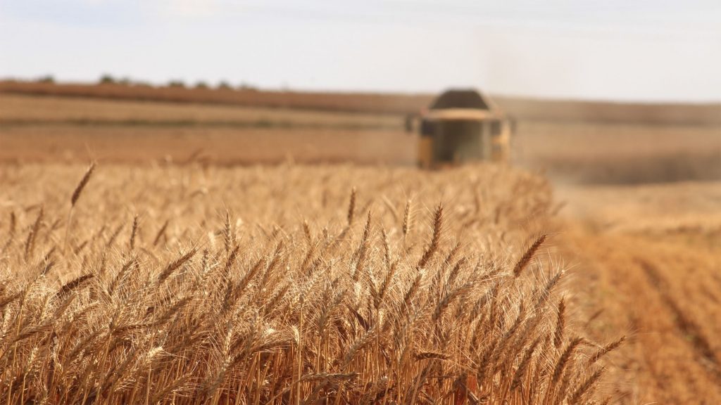 Grain Field