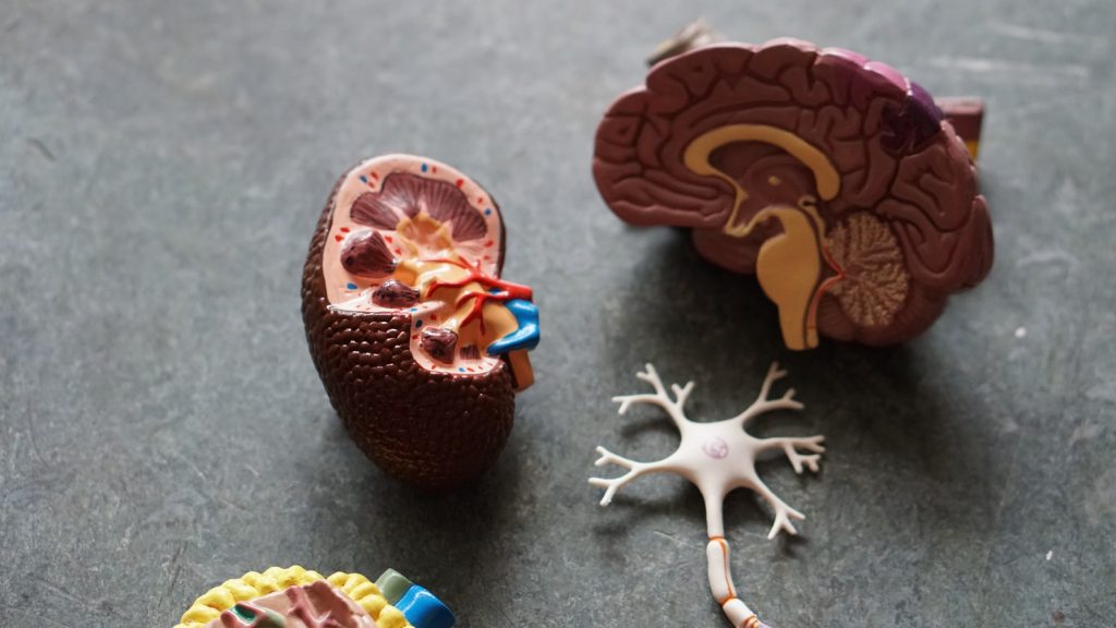 Kidney Function