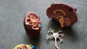 Kidney Function