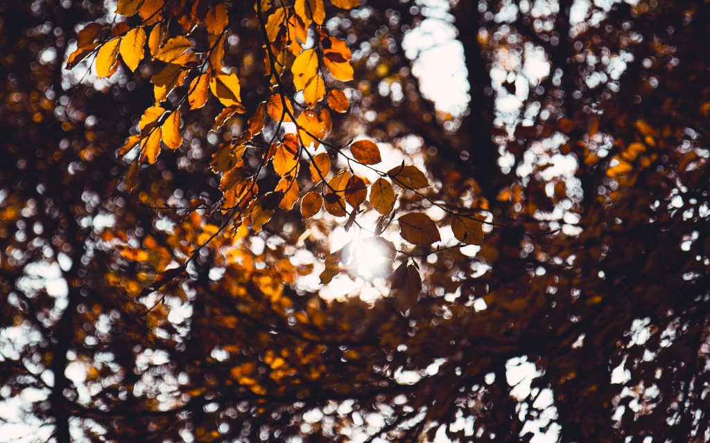 Dried leaves on stem - symbol for Lung Dryness