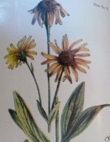 Arnica is used for many forms of Blood Stasis.