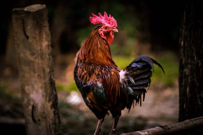 Chicken