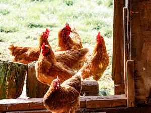 Chicken recipes