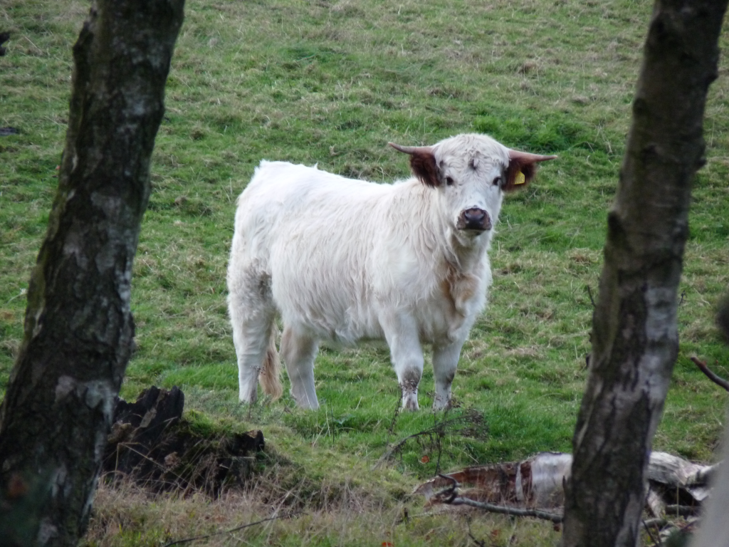 Animal dander often causes hayfever
