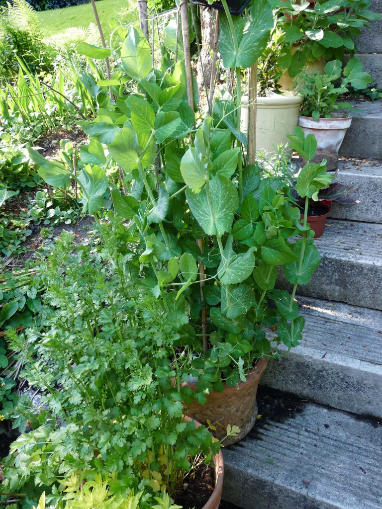 Green food, excellent for skin beauty care.