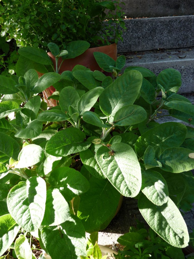 Sage - one of many herbs for beautiful skin.