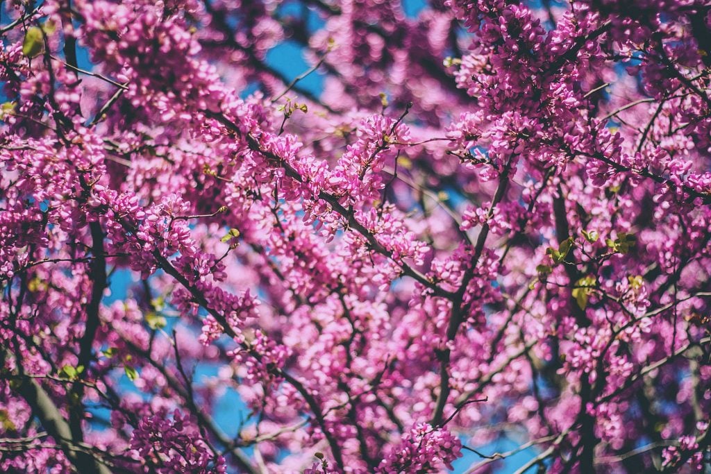 Spring, when latent heat can emerge