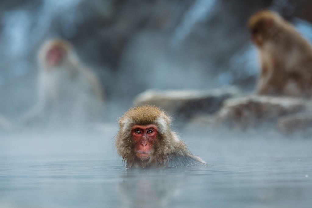 Hot bath for External Cold invasion