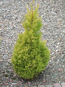 Thuja tree: important in homeopathy study