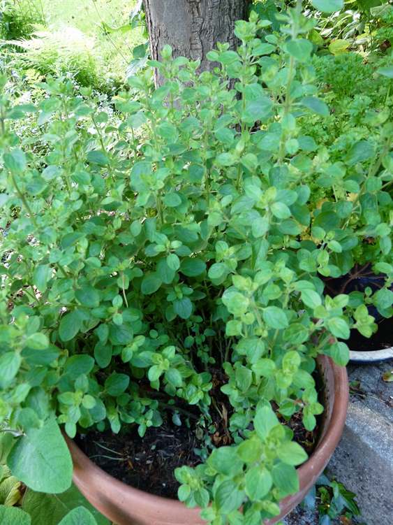 Thyme - a great herb for skin beauty care!