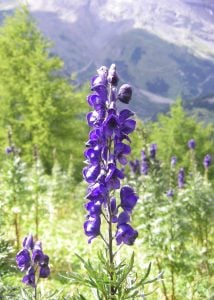 Aconitus napellus - Aconite - poisonous herb - strongly stimulates the vital force