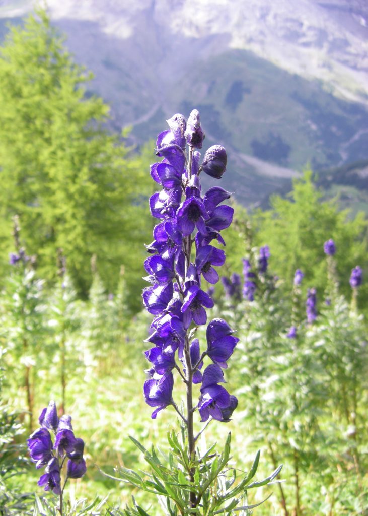 Aconitus napellus - Aconite - poisonous herb