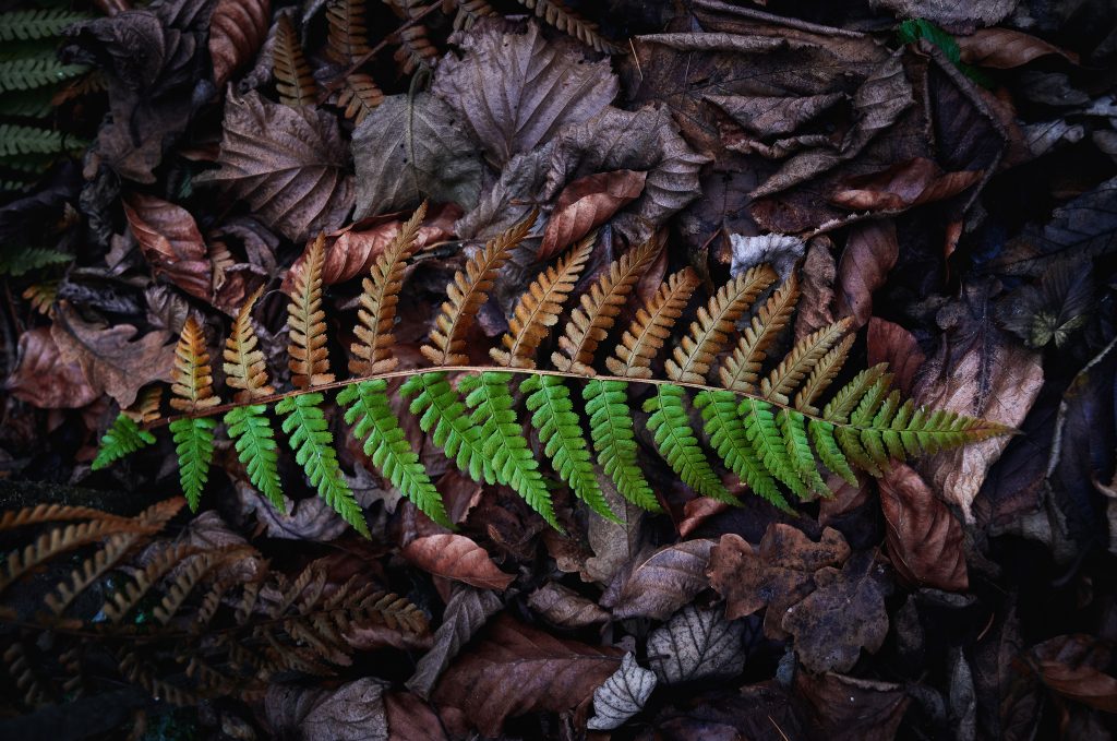 yin and yang leaf: understand how to cope with fever