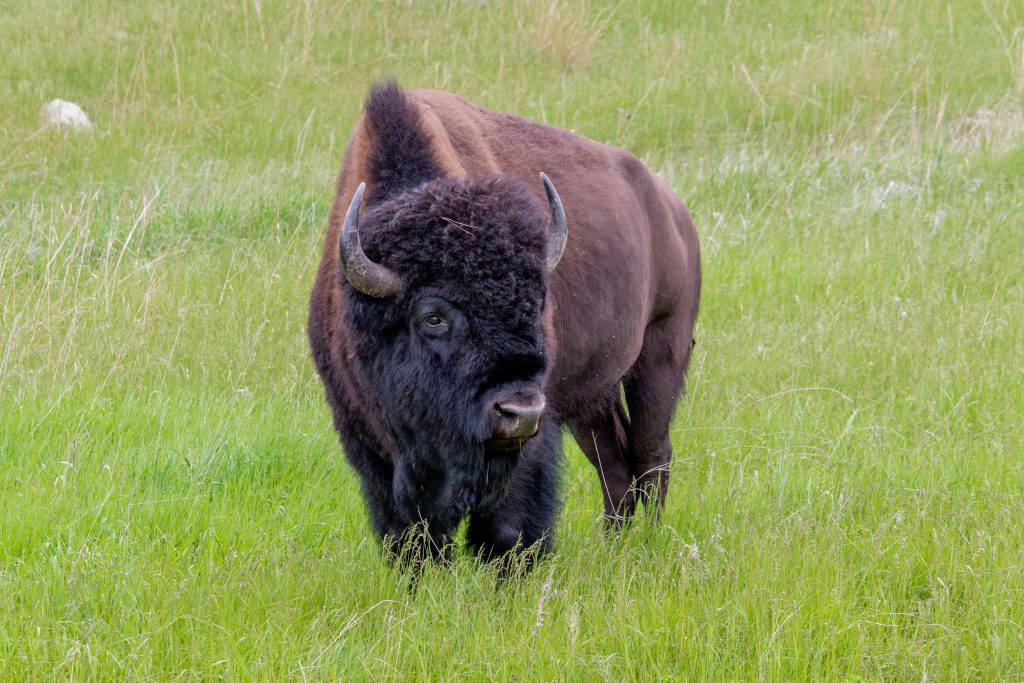 Bison is one of a number of good blood building foods