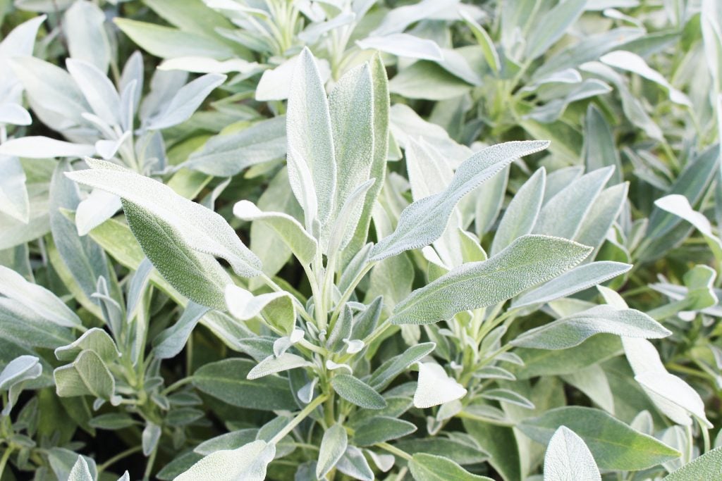 Sage, kidney yang foods