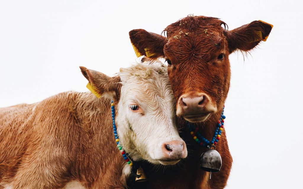 Animal skin rarely smells - worth thinking about for skin care!