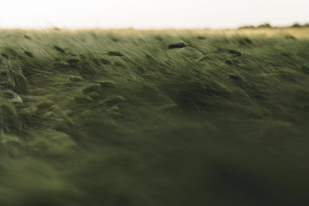 grass field timelapse photography