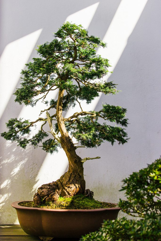 bonzai plant: home grown plants often make great qi stagnation foods