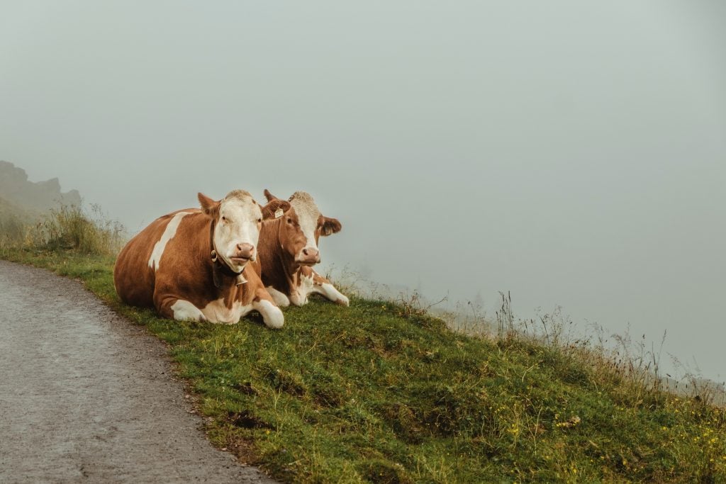 two white-and-brown cows relaxing after a meal. No abdominal pain!