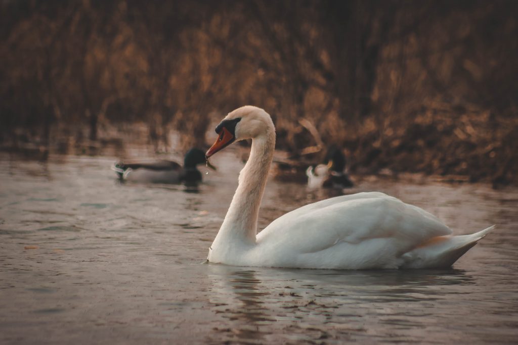 swan swimming on lake, its legs like the action of the Spleen channel