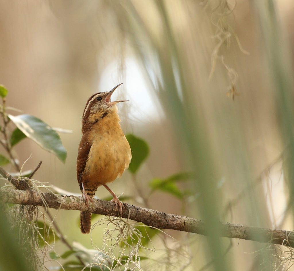 Robin singing: selective focus photography of yellow and brown bird standing on tree branch during daytime