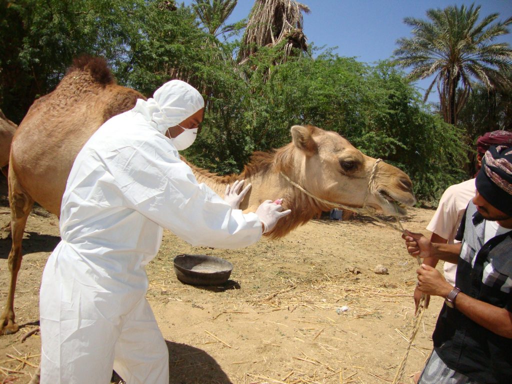 Animal medicine often includes antibiotics, leading to Stomach Yin deficiency