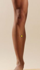 Spleen 8 moves fluids and regulates Blood