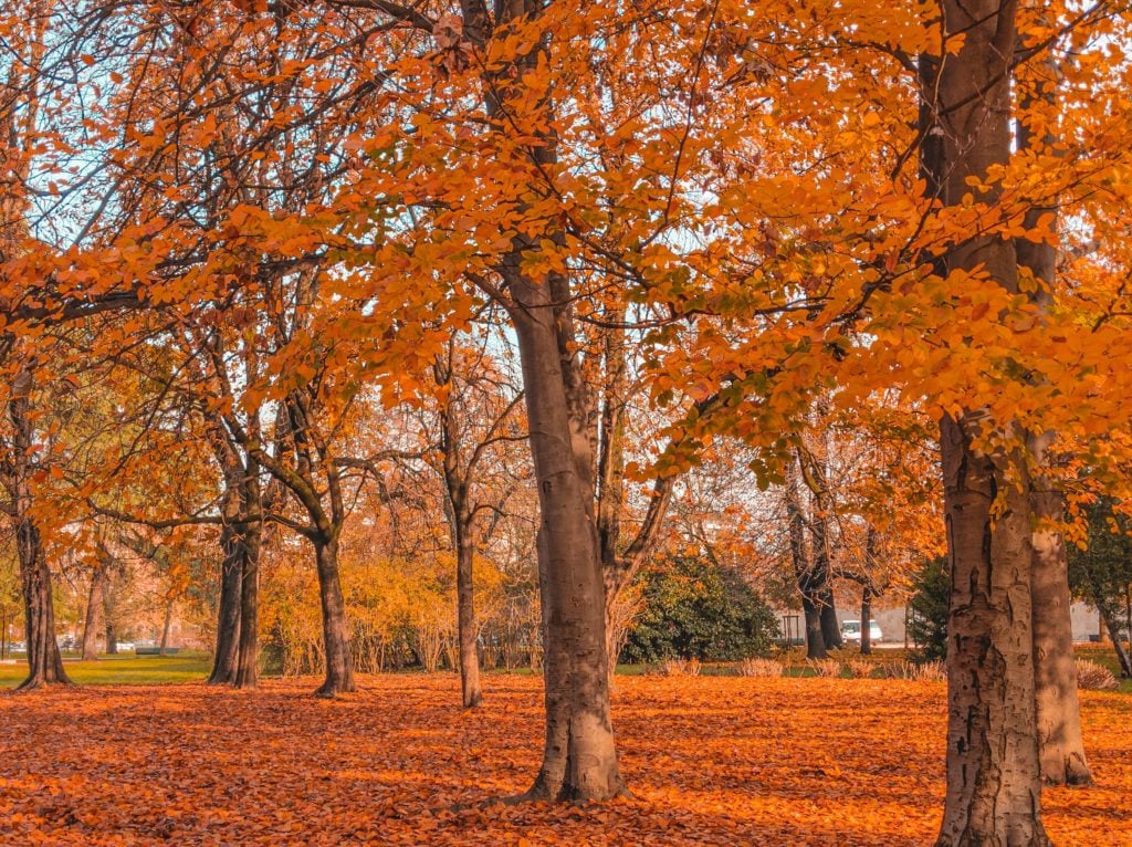 brown and yellow trees on brown grass field during daytime - helps Heart Yang deficiency