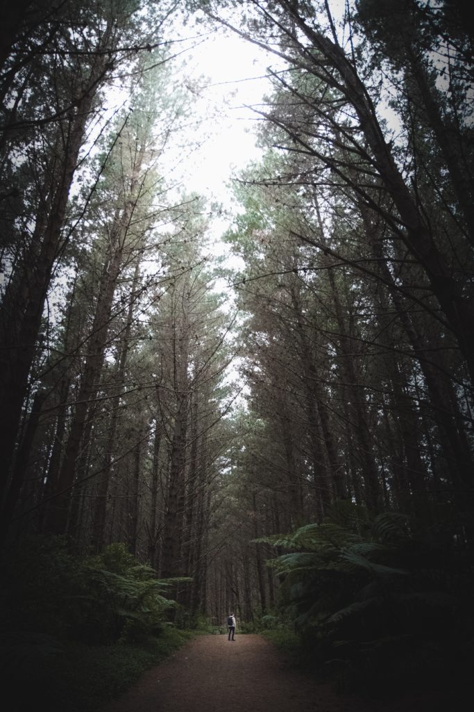 brown trees under white sky during daytime