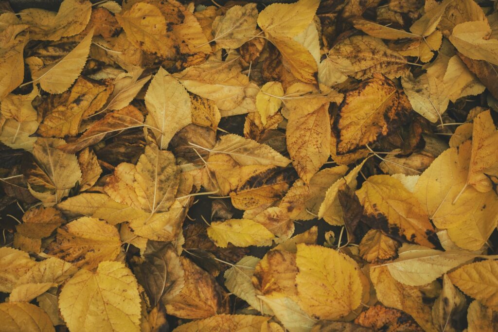 Dry leaves - tobacco? No use for moxibustion!