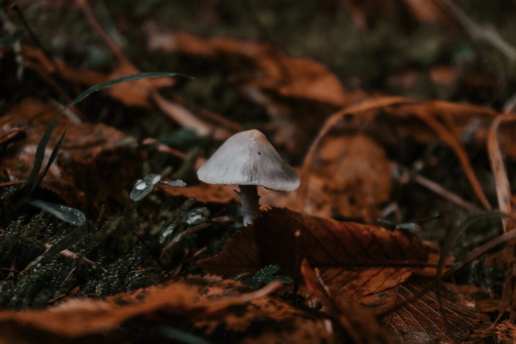 In tongue diagnosis a very moist tongue may lead to fungi though maybe not an actual mushroom!