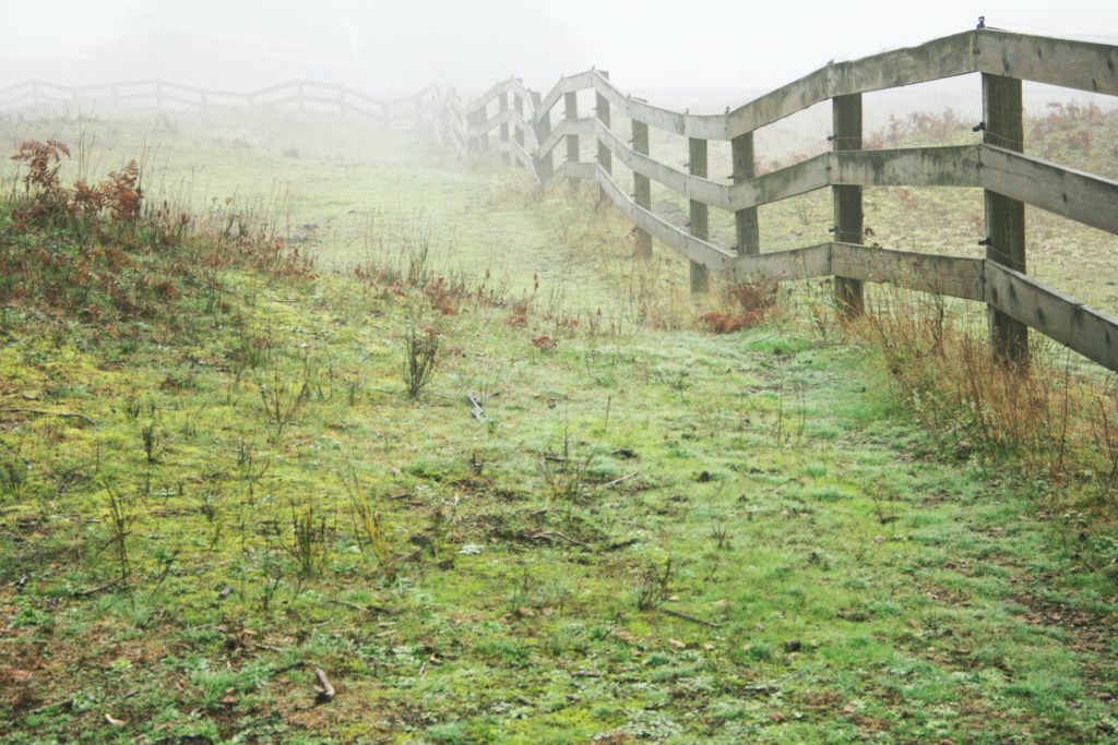 Rain and mist make for a Damp day.