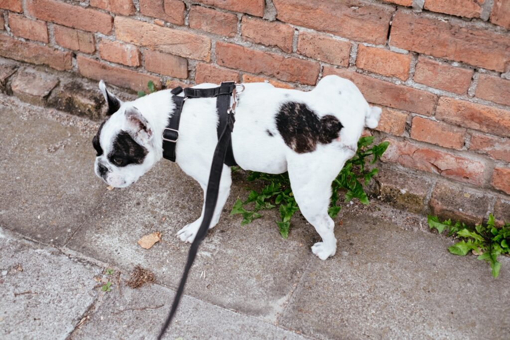 White and black short coated dog. Weak urination can suggest Ren 2 for treatment.