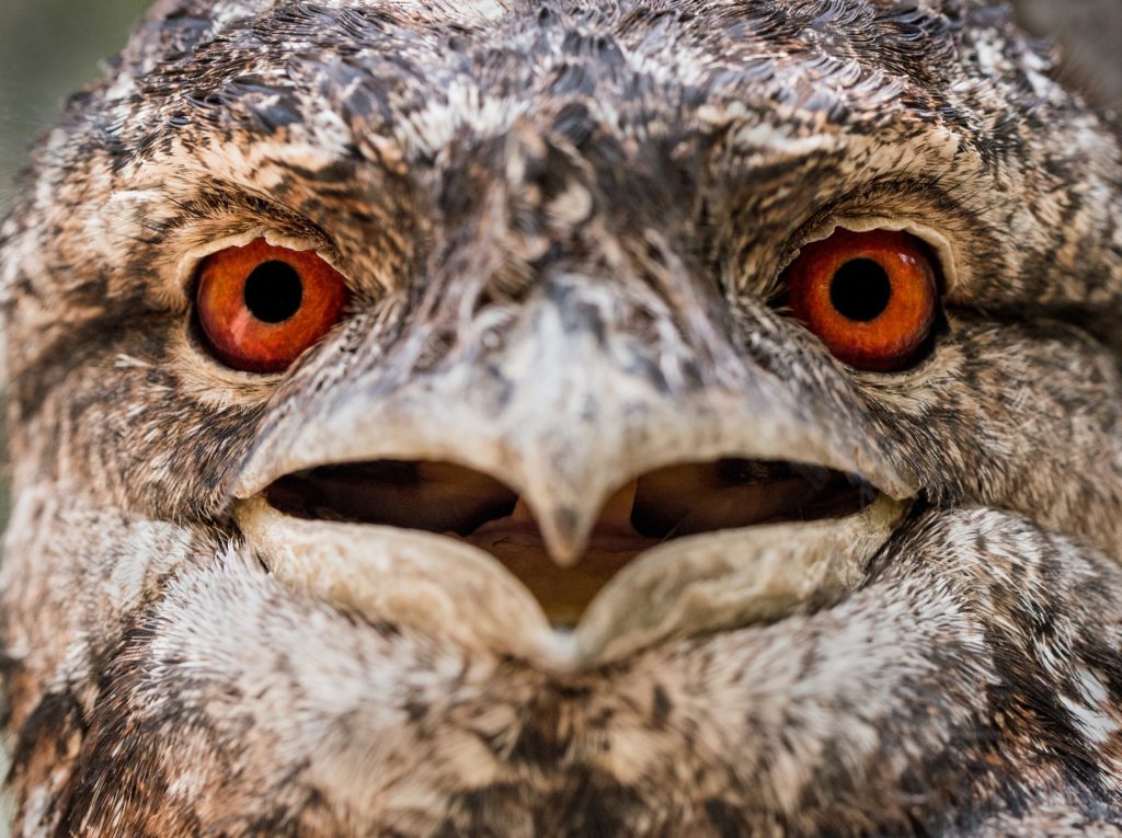 Red eyes may suggest Heart Fire