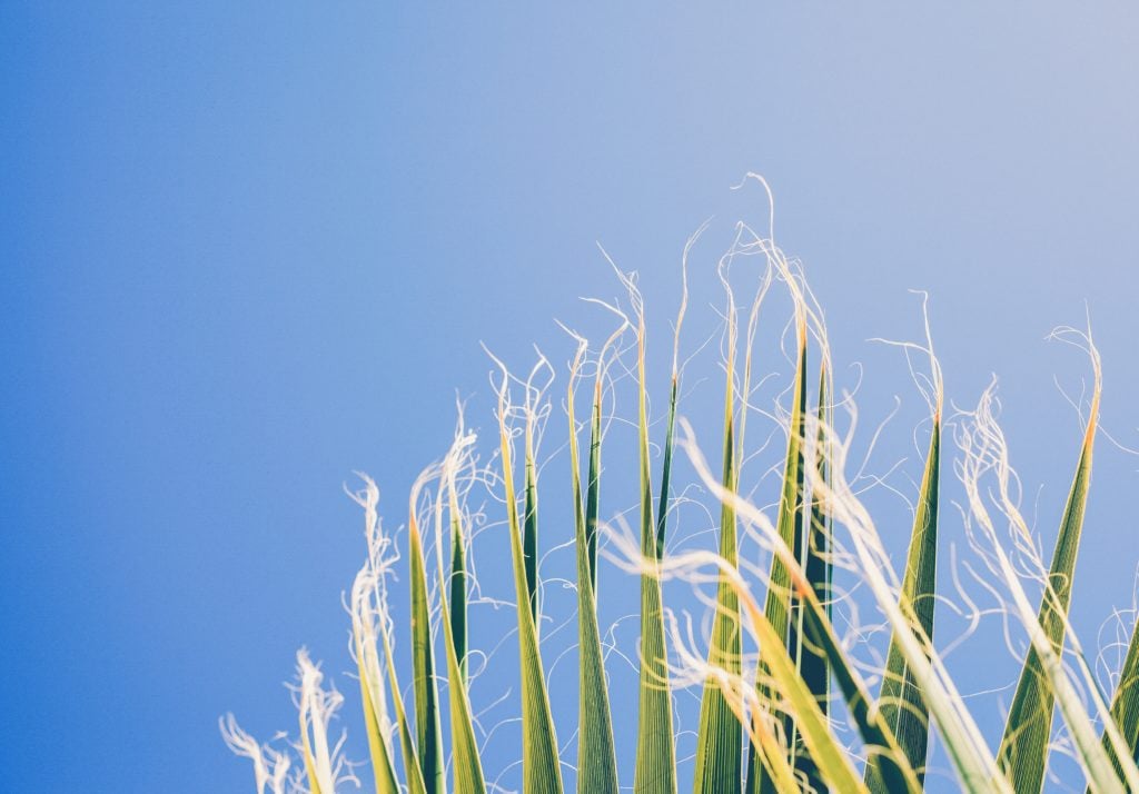 Anti-Damp foods include Cornsilk tea: helps clear Damp